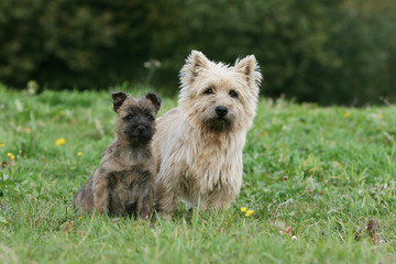 deux cairn terrier assis cote &agrave; cote dans le jardin en ete