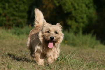 cairn terrier en balade dans le jardin joyeux et content