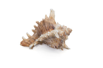 Meeresschnecke, Freisteller