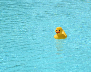 Rubber duck in the pool