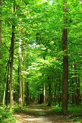 forest