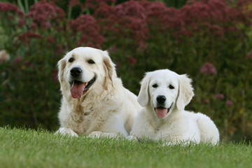 adulte et jeune golden retriever allongés dans le jardin