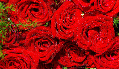 roses background