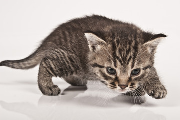 kitten