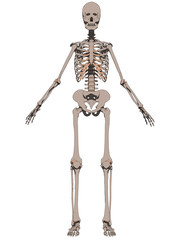 menschliches skelett