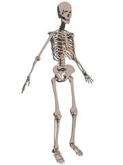 menschliches skelett