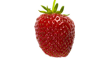 erdbeere