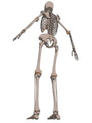 menschliches skelett