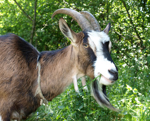 Goats head