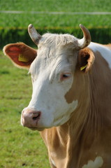 Braune Kuh auf der Weide