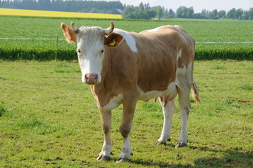 Naklejka na ściany i meble Kuh auf der Weide