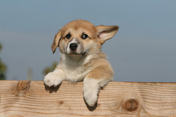 position instable du chiot welsh corgi pembroke sur une barriere