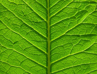 leaf structure