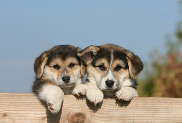 deux chiots welsh corgi pembroke grimpés sur une barrière