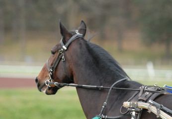 cheval de courses © beatrice prève