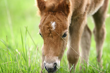 pony foal