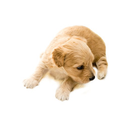 Puppy isolated