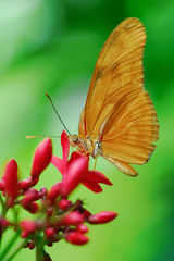 Julia Butterfly