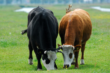 Naklejka na ściany i meble cows on farmland