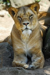 female lion