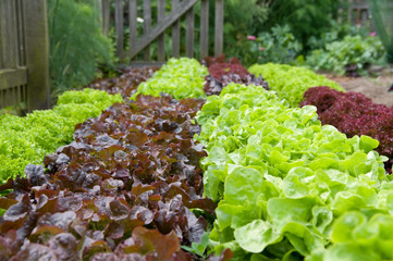 Salat im eigenen Garten