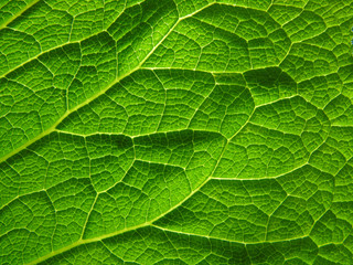 leaf structure