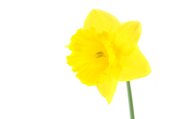 Yellow narciss on white background