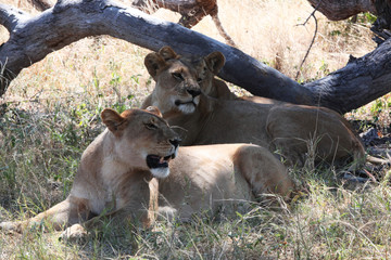 Lionesses in the shade