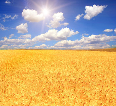 Gold Wheat And Blue Sky With Sun