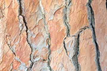 pine bark