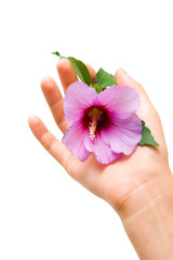 Flower in human hand