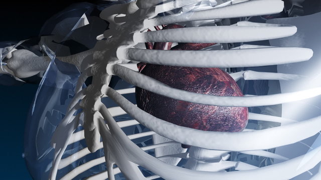 Medical Animation of a Skeleton with heart beating