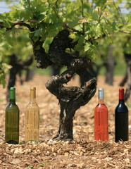 vin,vignoble,rouge,blanc,rosé,liquoreux,vigne,vigneron,bordeaux