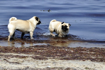 Obraz premium Möpse am Strand