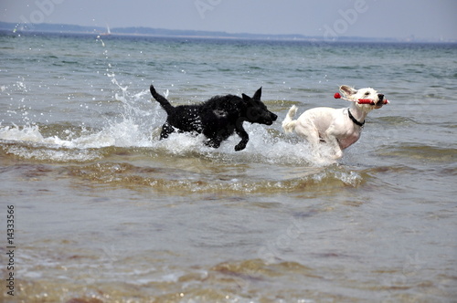 "tobender Hund" Stock photo and royaltyfree images on
