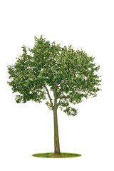 tree isolated