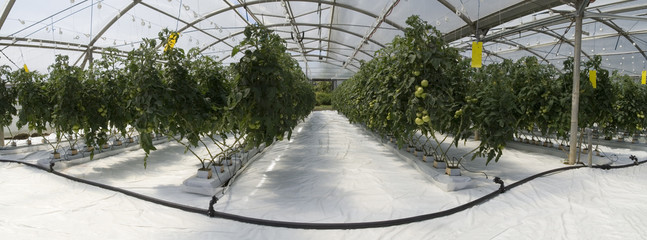 Inside the greenhouse
