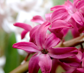 red hyacinth