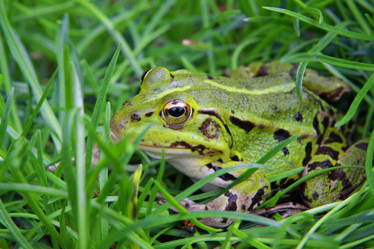 green grass frog