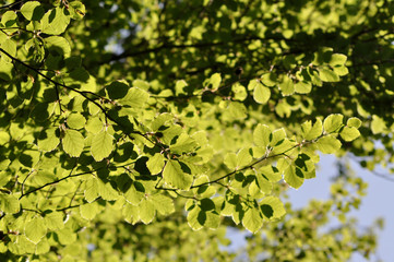 Obraz premium Grüne Blätter.