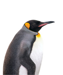 Isolated emperor penguin with clipping path - 14335332