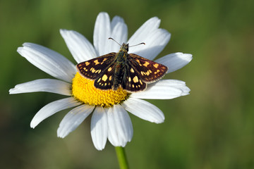 Butterfly and flower