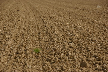 einsames grasbüschel