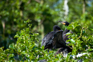 Young Cormorants