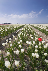 Field of white tulips with one red tulip