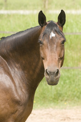 cavallo
