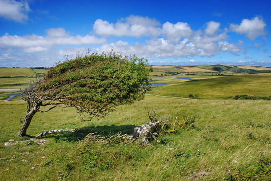 Beautiful summer landscpae with a single tree