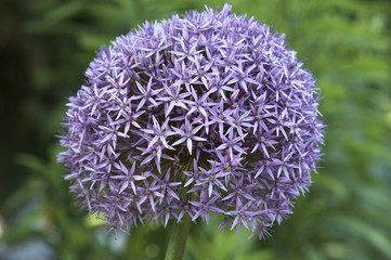 Zierlauch - Bl&uuml;te