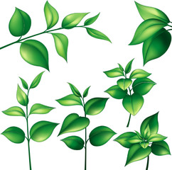 Set of different branches with green leaves