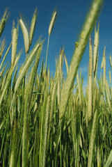 Grünroggen auf dem Feld